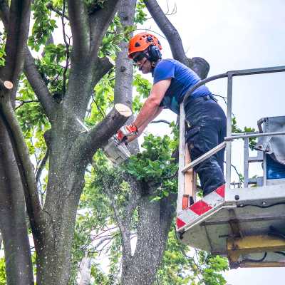 Tree Company Service In Bronx