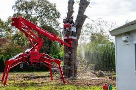 Backyard Tree Removaaal jpg