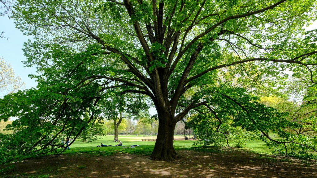 great-trees-banner__66fd87f0e849b