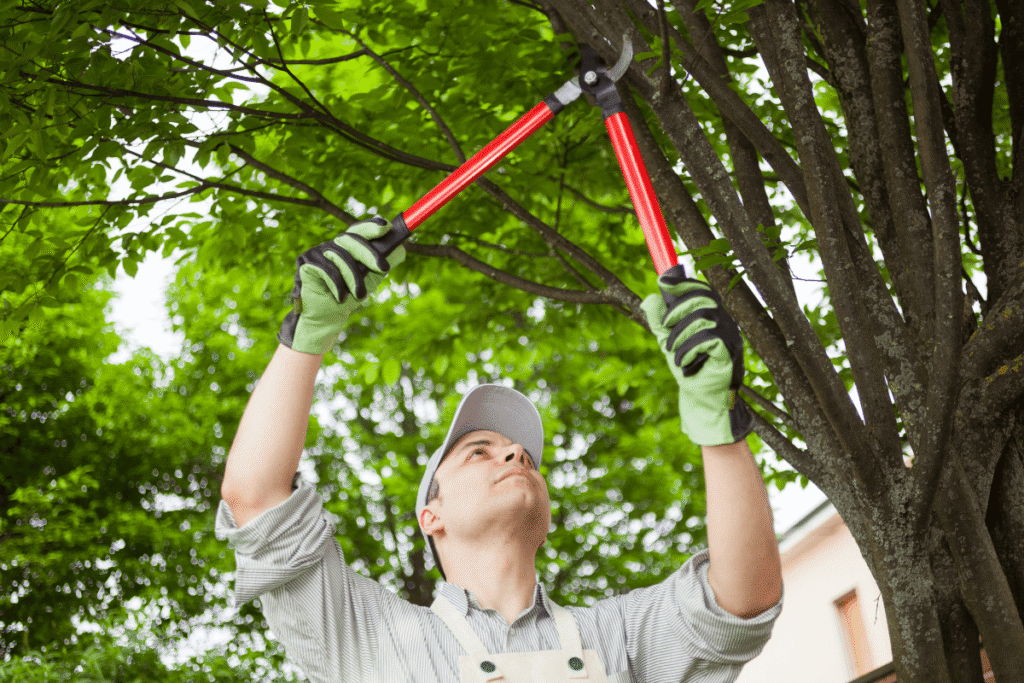 Affordable Tree Care 