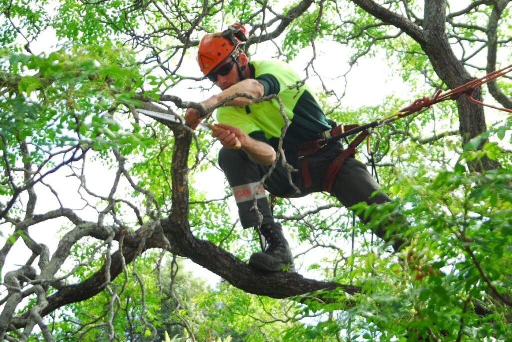 Affordable Tree Care