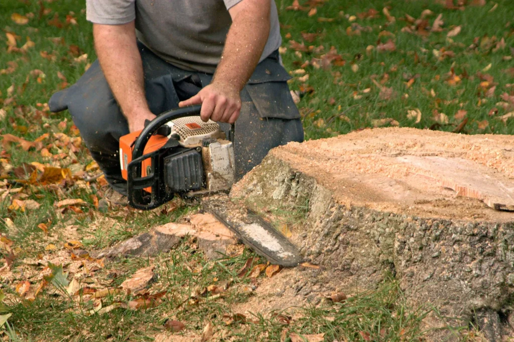 Tree Stump Removal