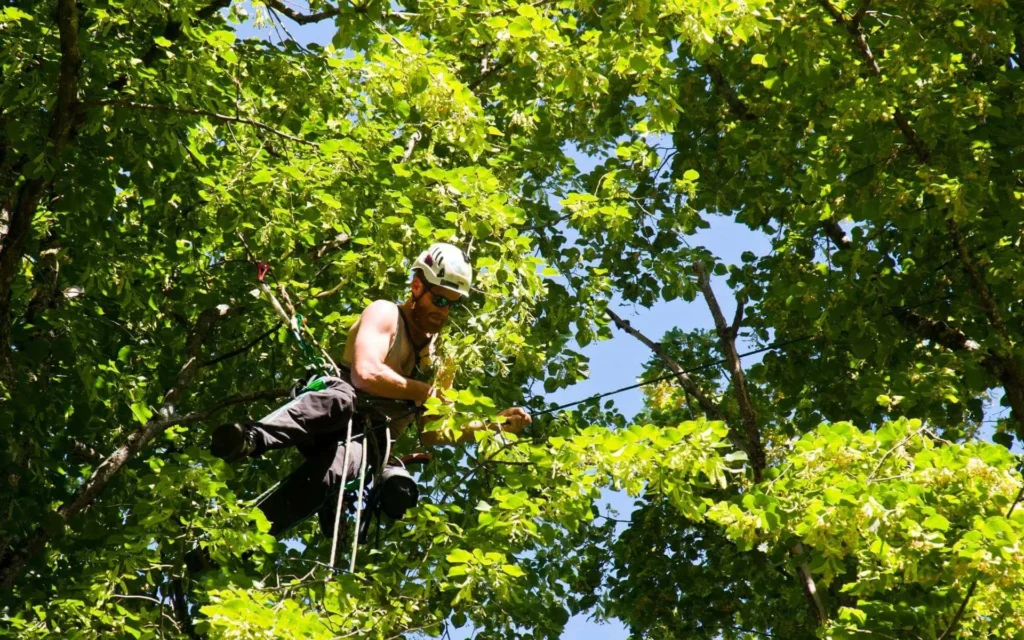 Hazard Tree Inspections