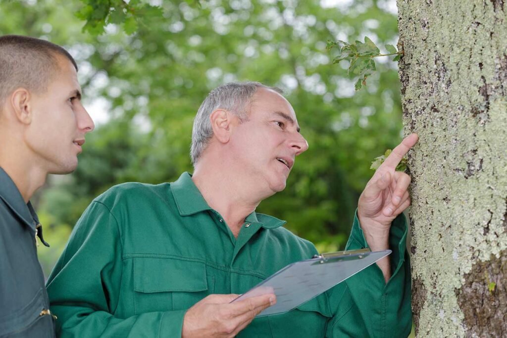 Hazard Tree Inspections