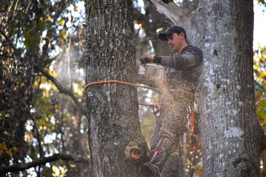 Hazard Tree Inspections