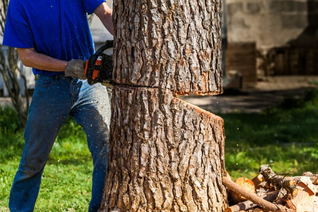 Tree Removal Service
