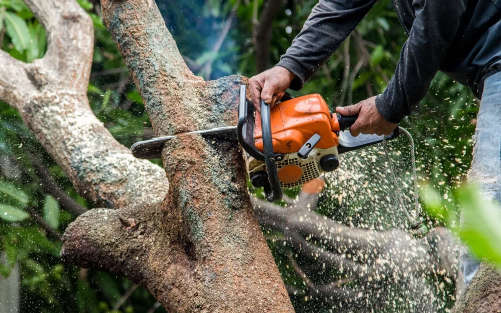 Affordable Tree Care 