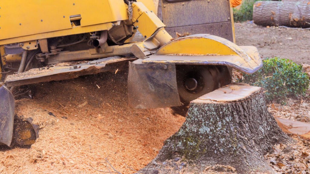 Tree Stump Removal