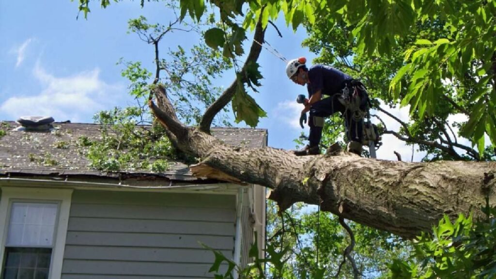 Tree Removal Service
